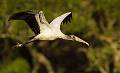 Kirms Photography Wood Storks-8